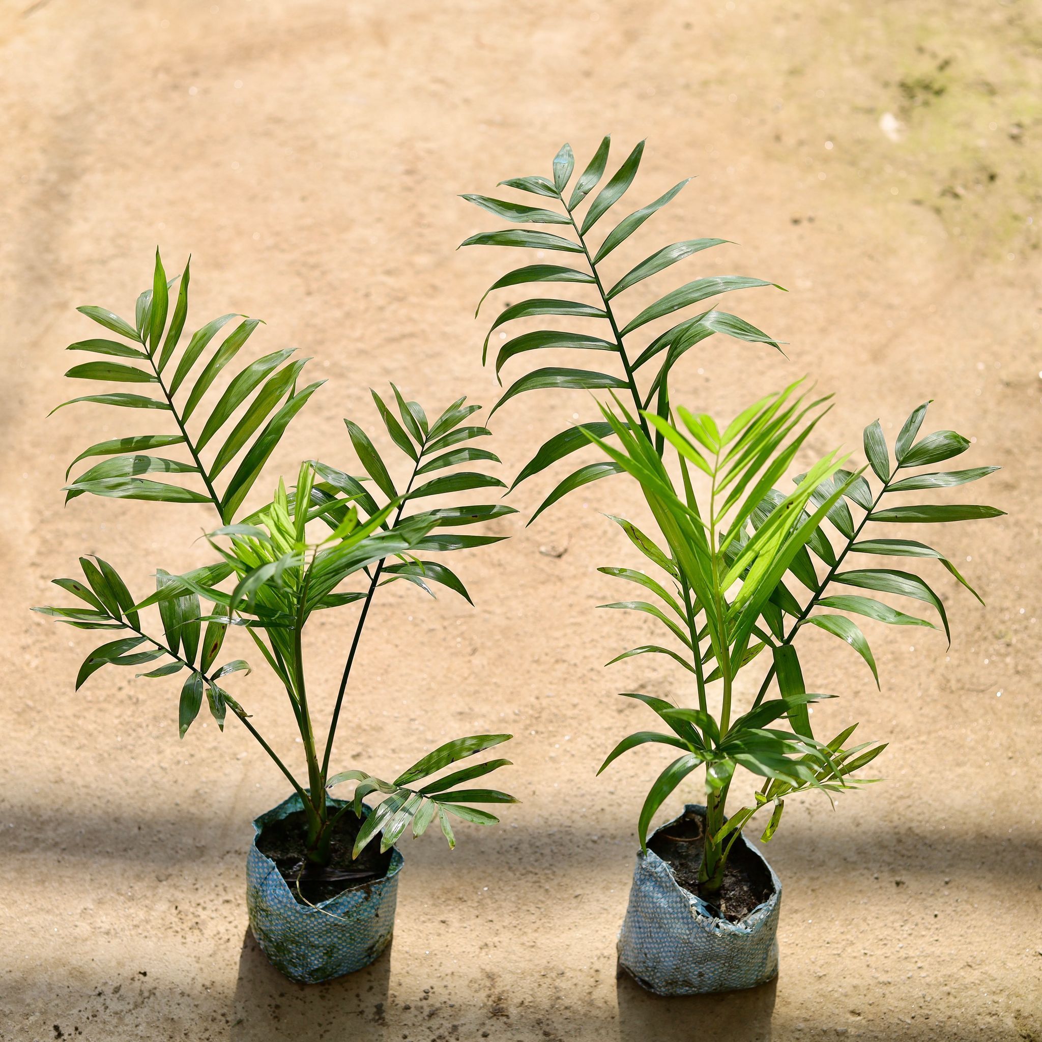 Set of 2 - Chamaedorea Palm in 4 Inch Nursery bag