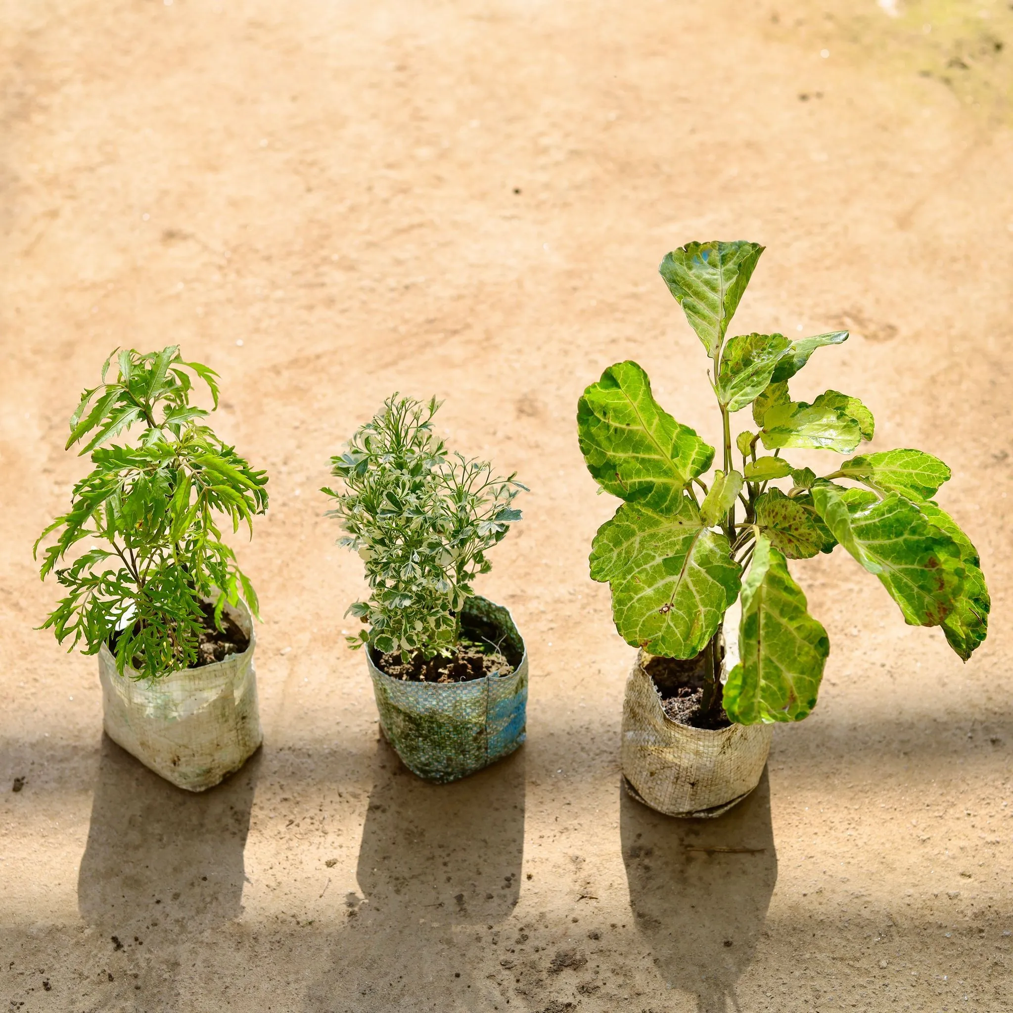 Set of 3 - Aralia (Neem, White & Dinner Plate) in 4 Inch Nursery bag