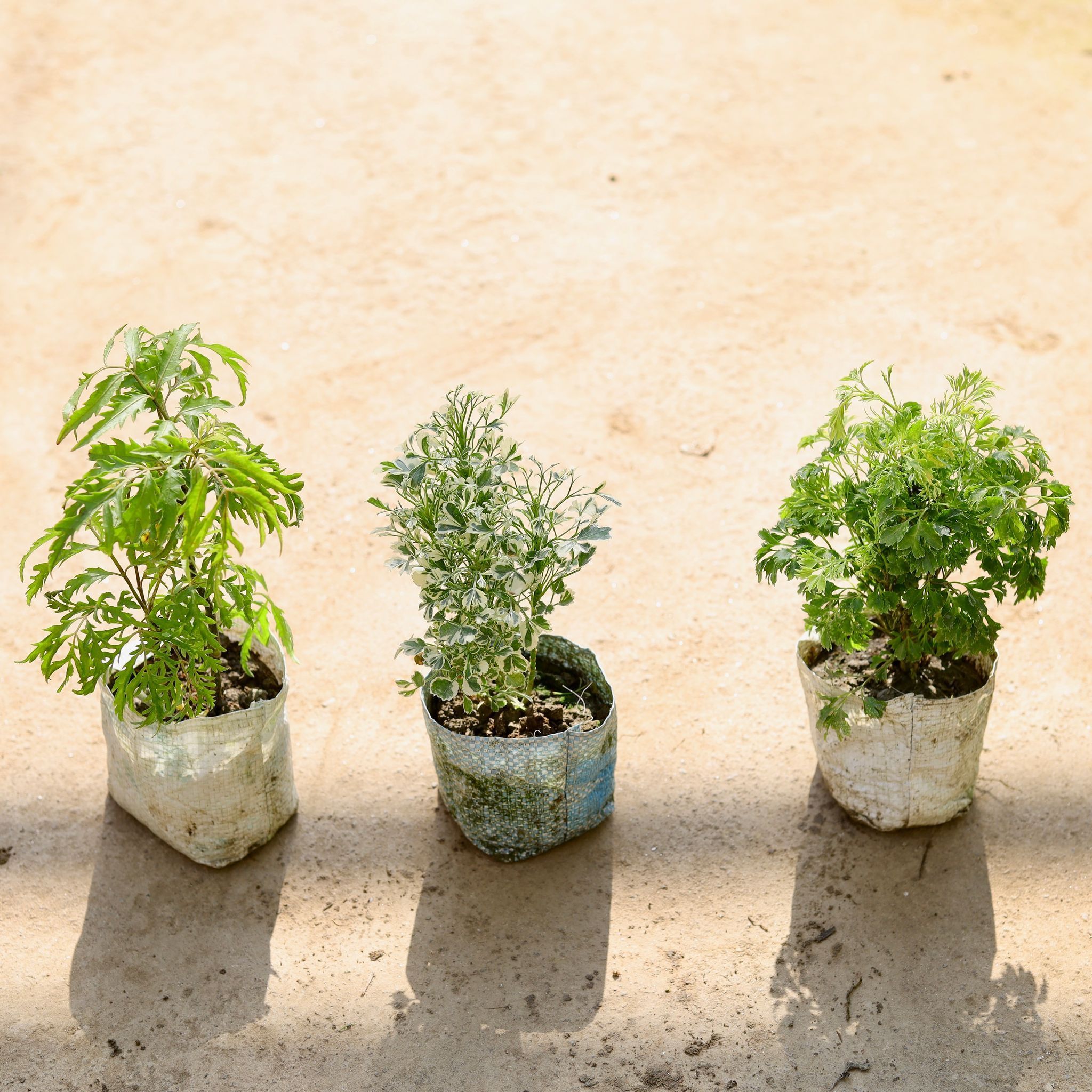 Set of 3 - Aralia (Neem, White & Ming) in 4 Inch Nursery bag
