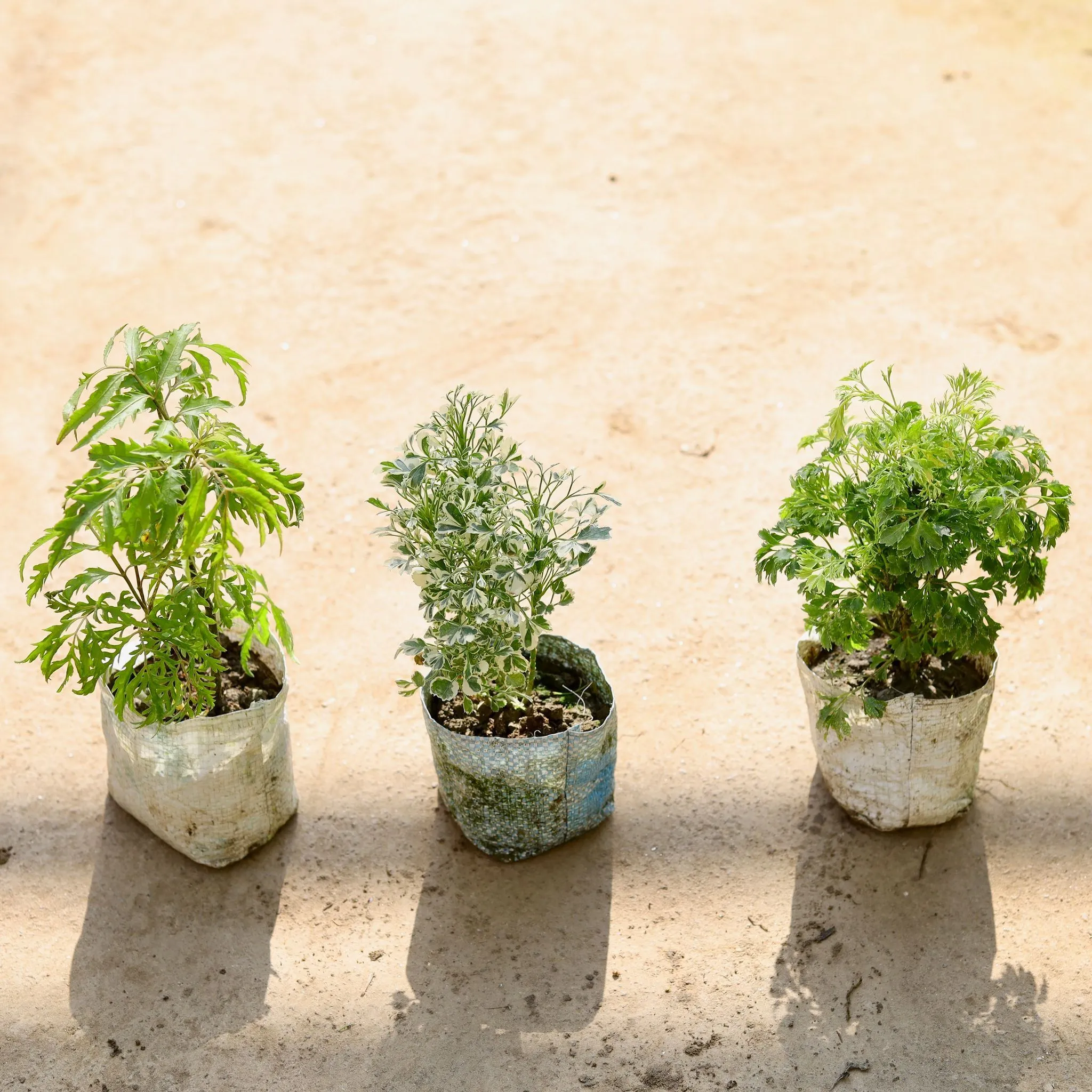 Set of 3 - Aralia (Neem, White & Ming) in 4 Inch Nursery bag