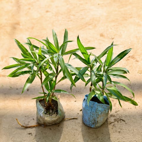 Dracaena Messenger in 4 Inch Nursery bag