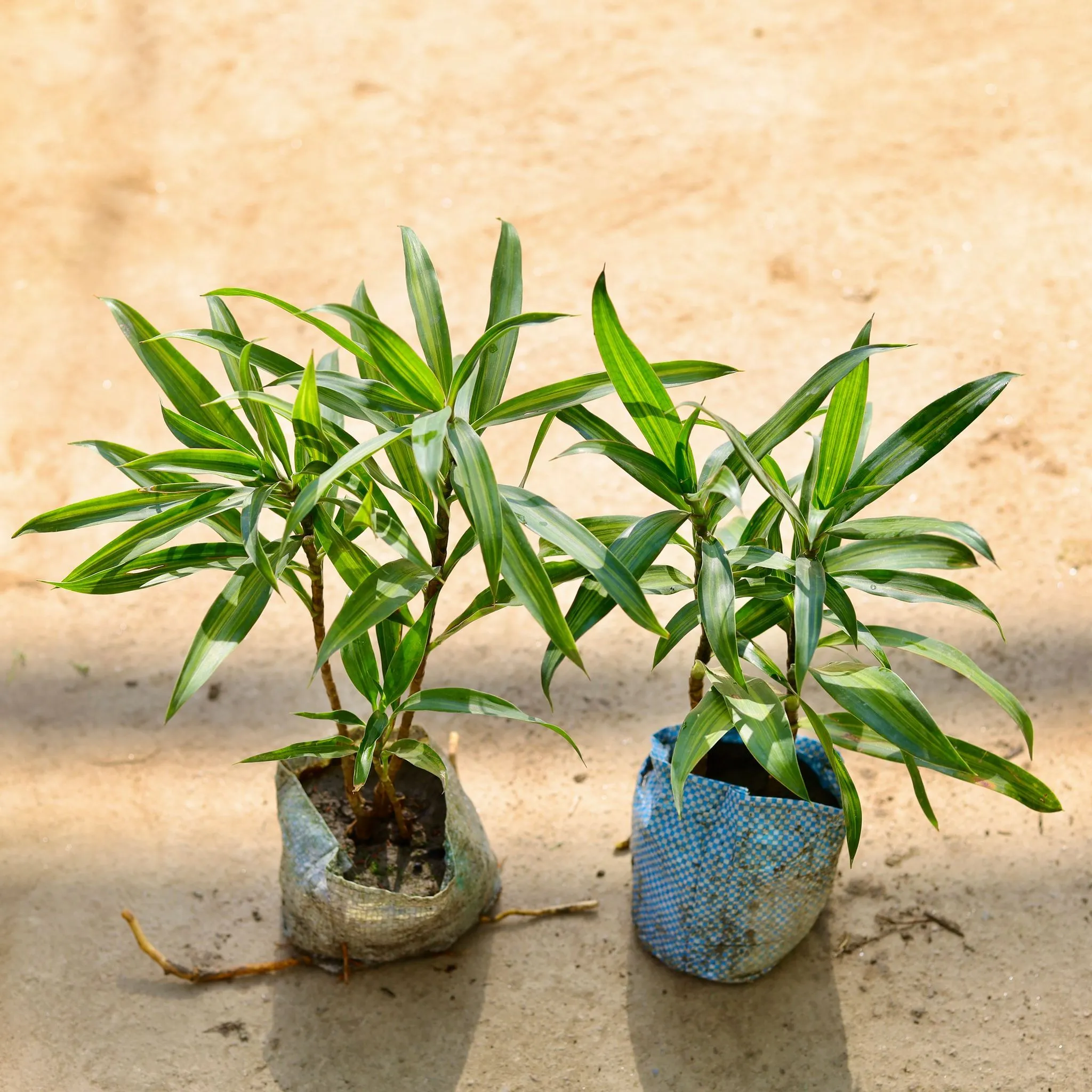 Dracaena Messenger in 4 Inch Nursery bag