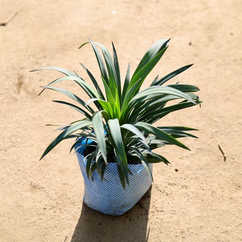Yucca Glauca in 8 Inch Nursery bag