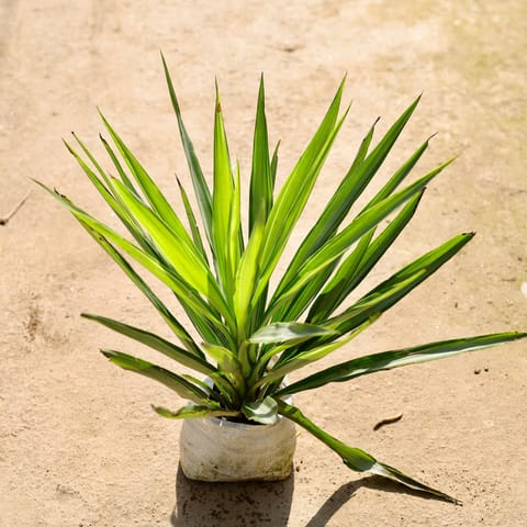 Silver Yucca in 8 Inch Nursery bag