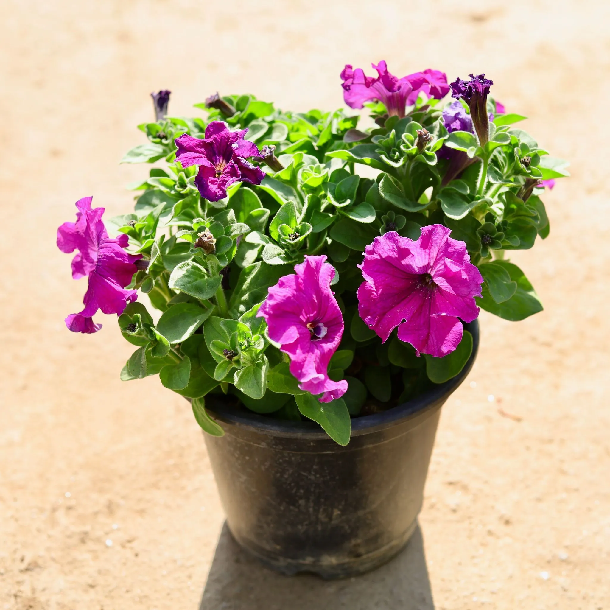 Petunia Pink in 8 Inch Nursery Pot