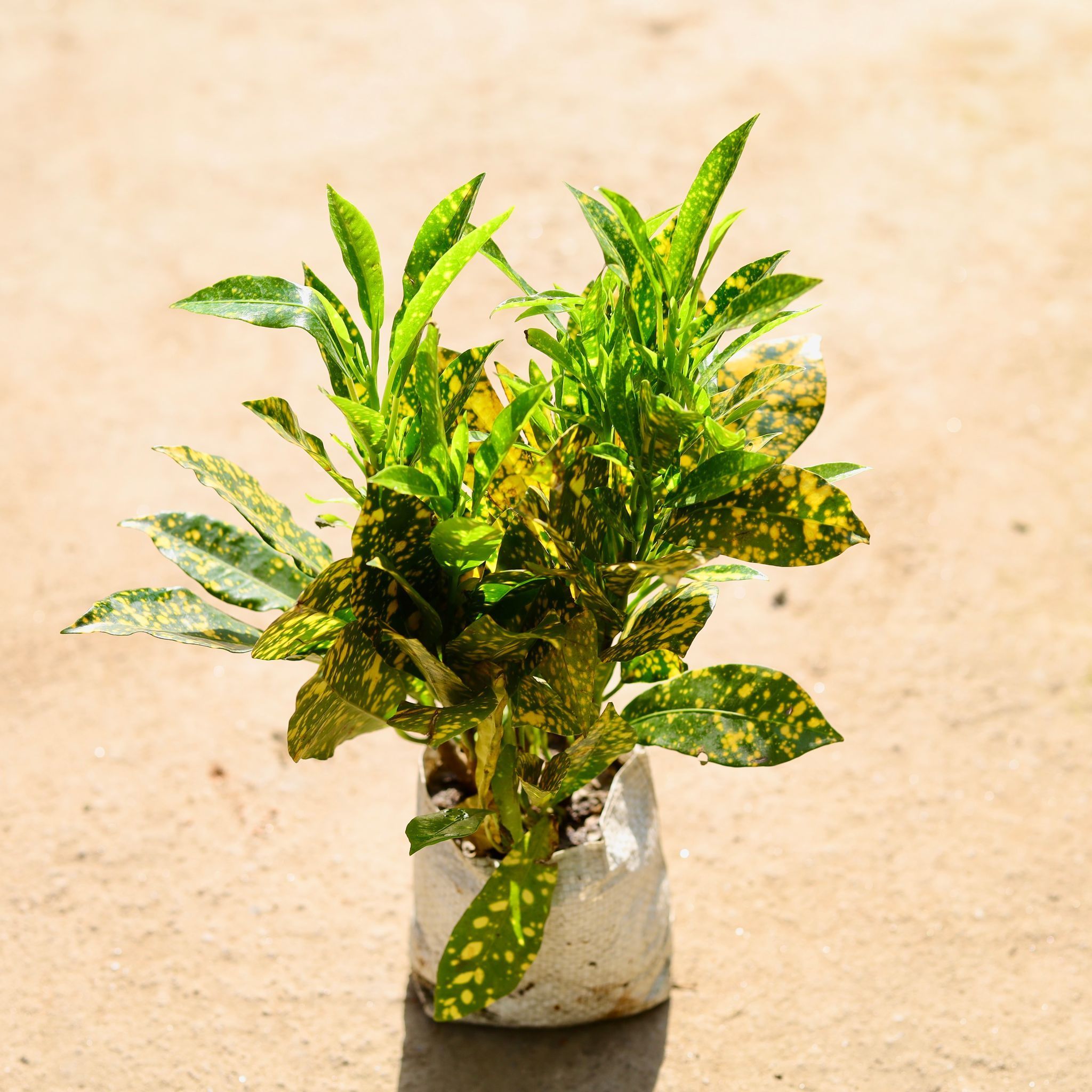 Baby Croton in 4 Inch Nursery bag