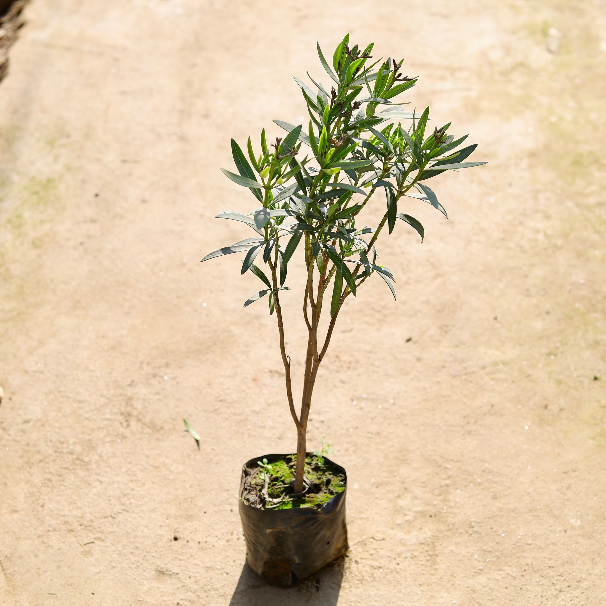 Kaner Pink in 8 Inch Nursery bag