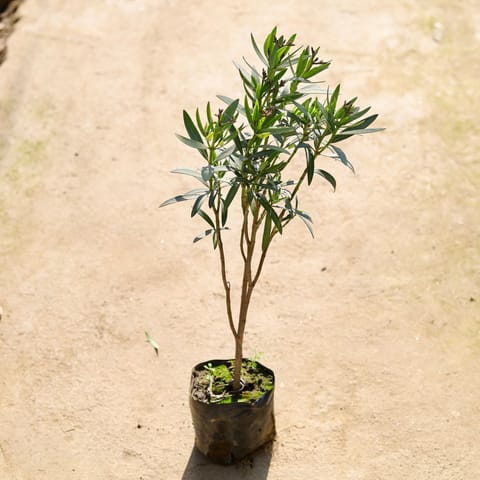 Kaner Pink in 8 Inch Nursery bag