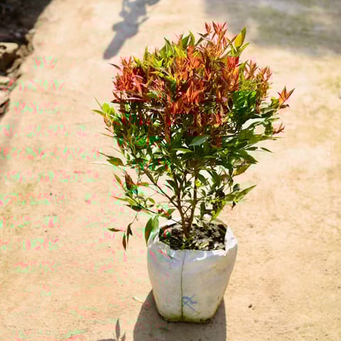 Syzygium in 10 Inch Nursery bag