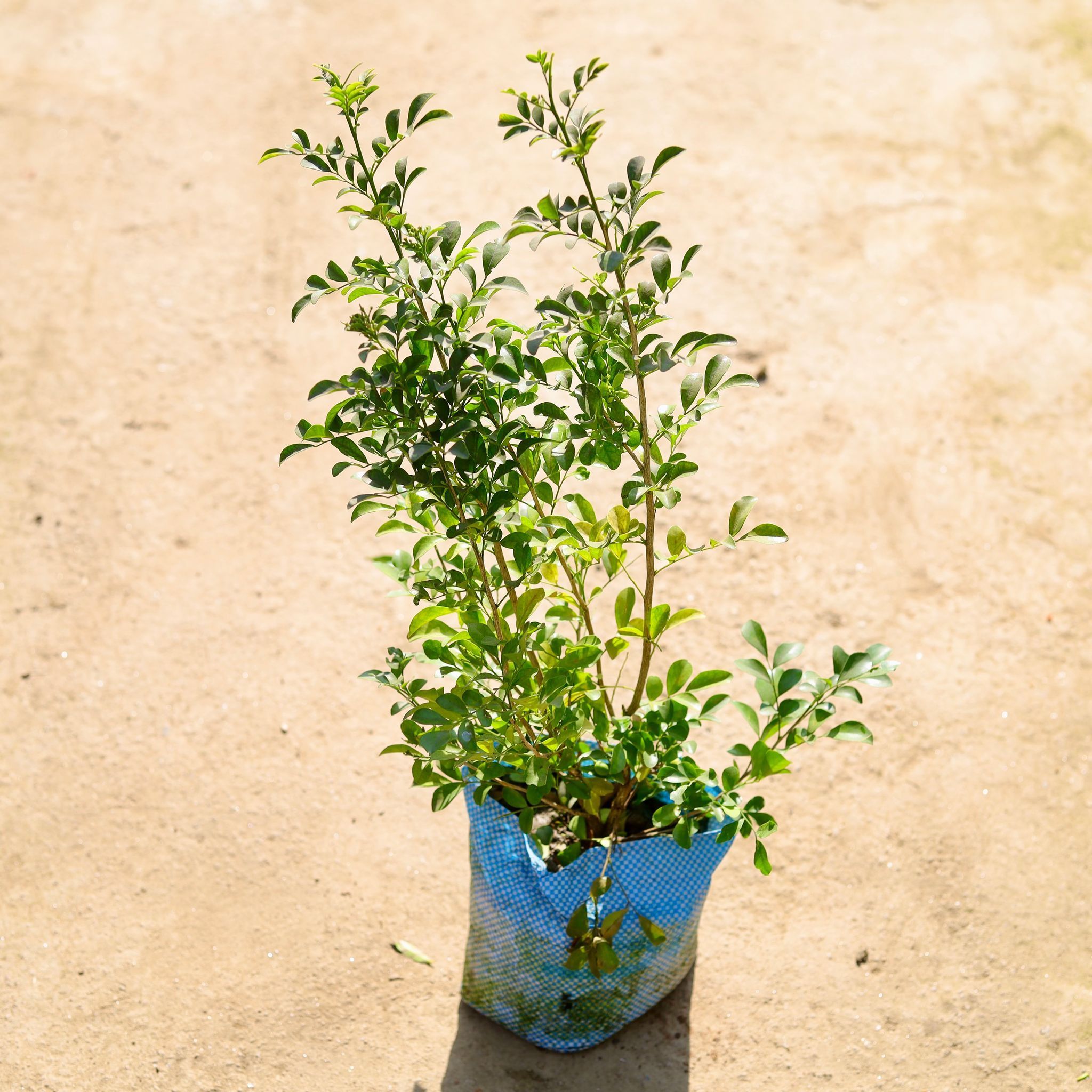 Madhu Kamini in 8 Inch Nursery bag