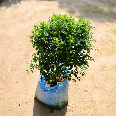 Madhu Kamini in 8 Inch Nursery bag