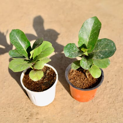 Buy Set of 2 - Fiddle Leaf in 4 Inch Nursery Pot Online | Urvann.com