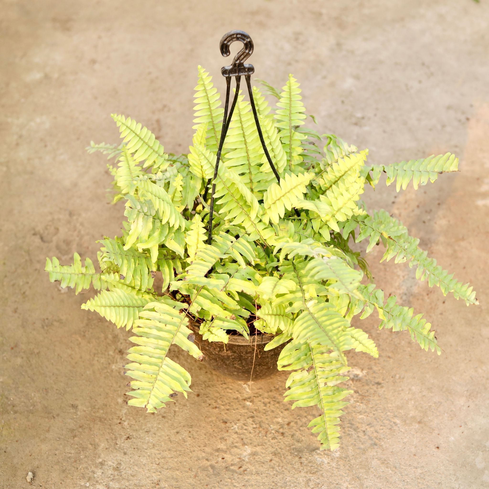 Fern Golden in 8 Inch Black Hanging Plastic Basket
