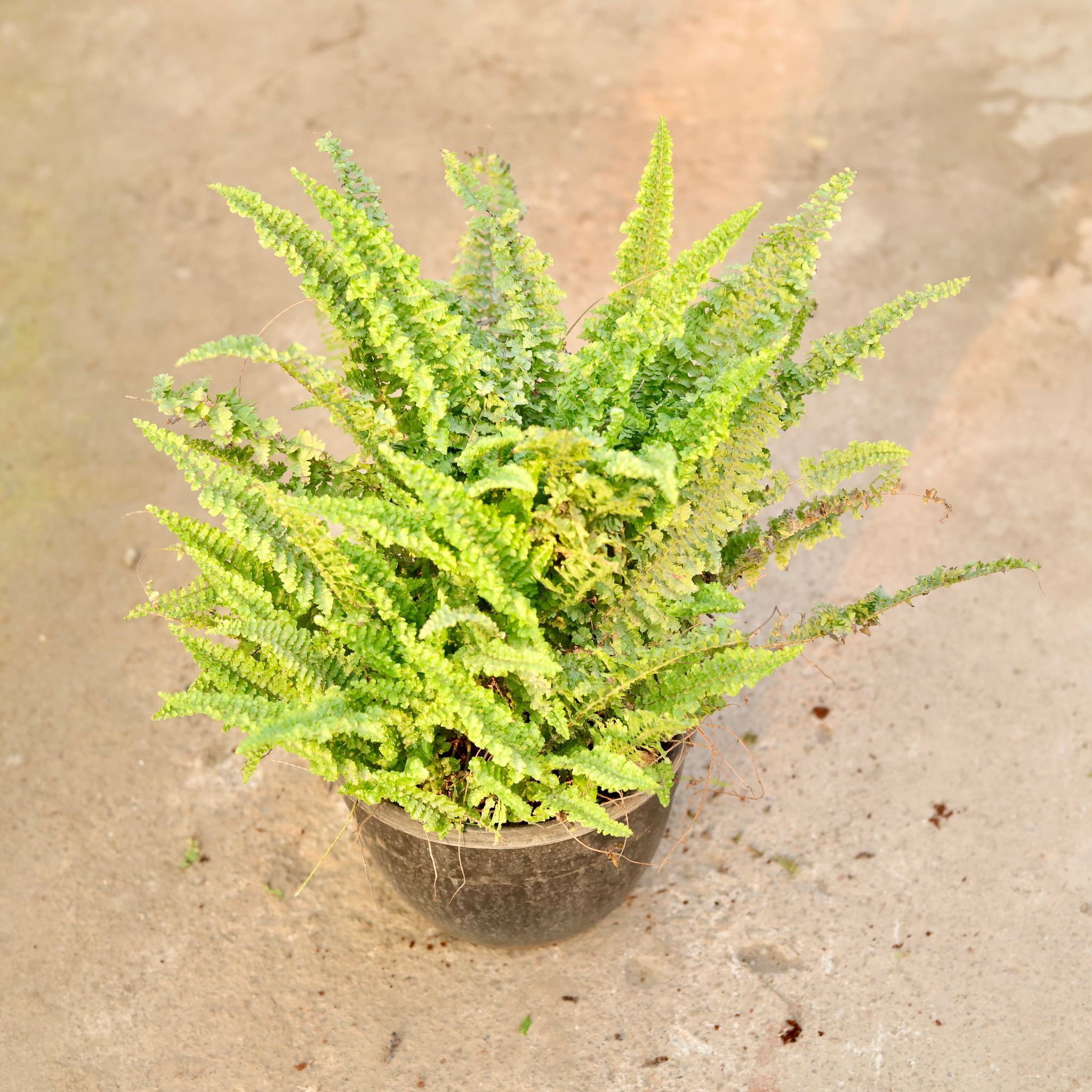 Fern Bushy in 8 Inch Black Hanging Plastic Basket