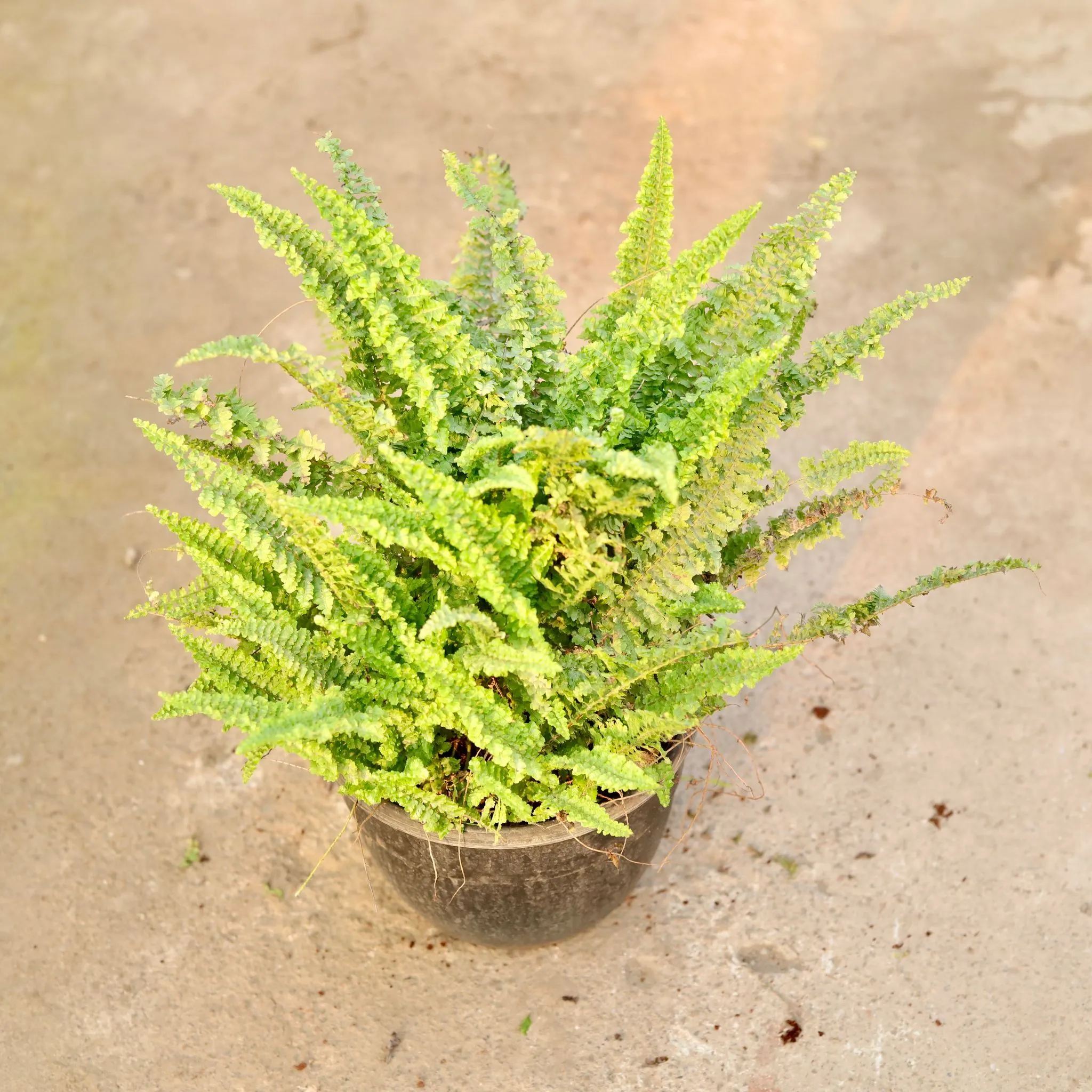 Fern Bushy in 8 Inch Black Hanging Plastic Basket