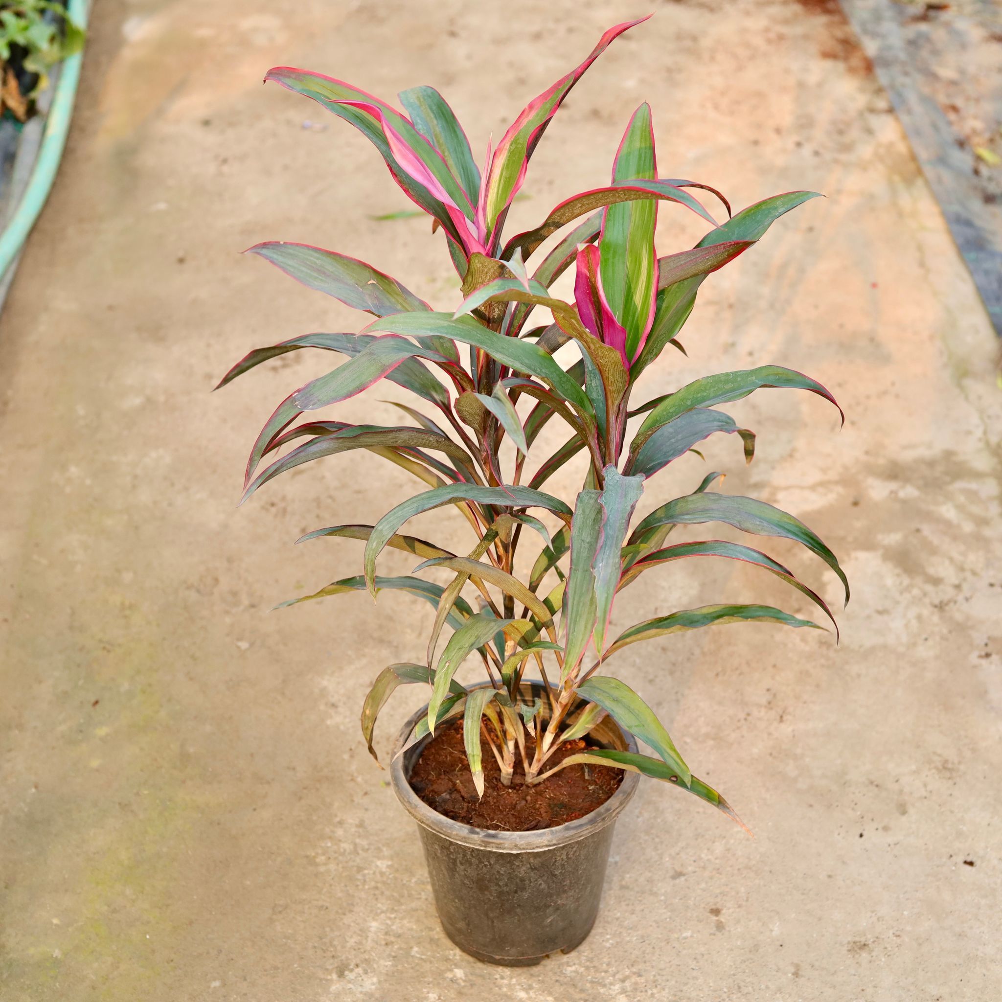 Air Purifying - Dracaena Mahatma Mini (~ 2.5 Ft) in 8 Inch Nursery Pot