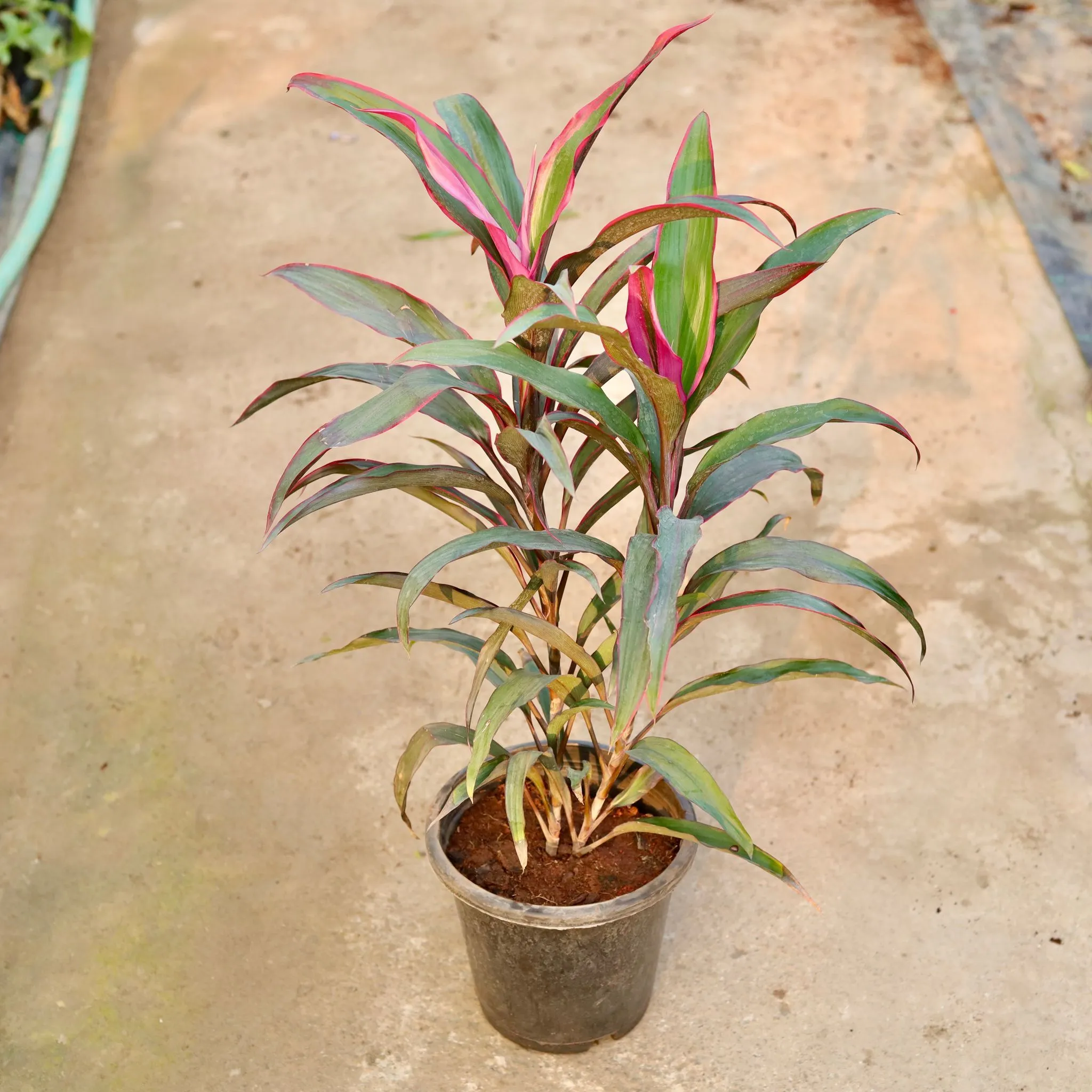 Air Purifying - Dracaena Mahatma Mini (~ 2.5 Ft) in 8 Inch Nursery Pot