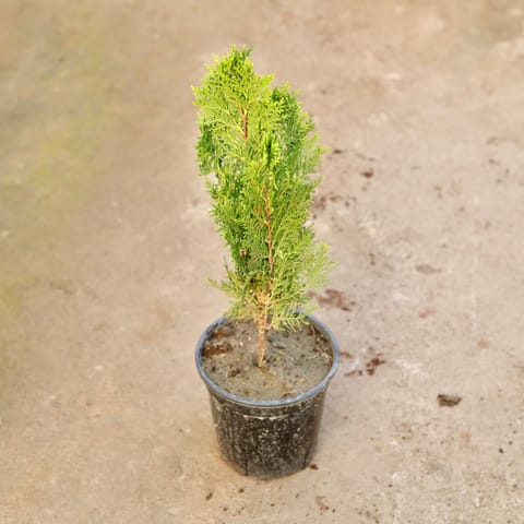 Morpankhi in 6 Inch Nursery Pot