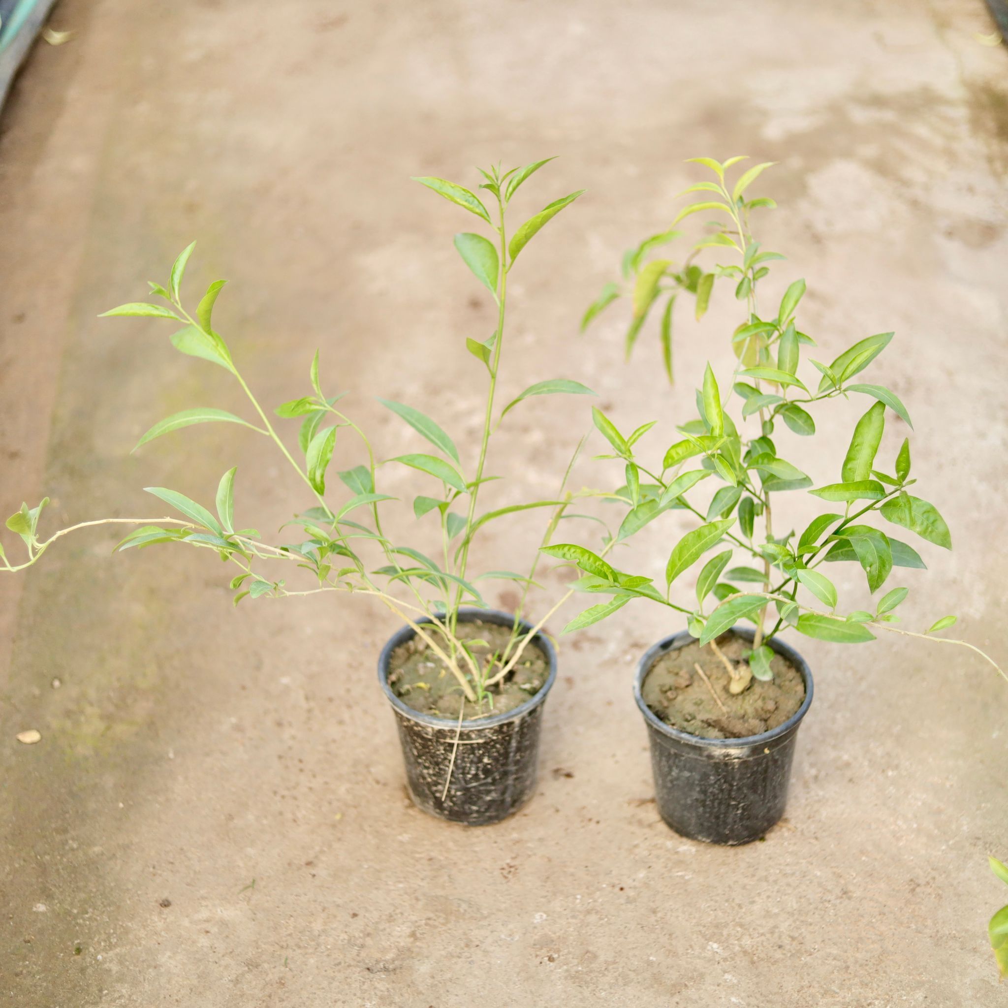 Set of 2 - Raat Ki Rani / Night Blooming Jasmine (any colour) in 6 Inch Nursery Pot
