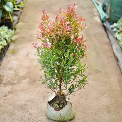 Syzygium / Christina Ficus (~ 3 Ft) in 10 Inch Nursery Bag