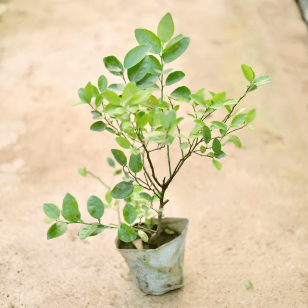 Nimboo / Lemon Plant (All Season) in 8 Inch Nursery Bag Nimboo / Lemon Plant (All Season) in 8 Inch Nursery Bag