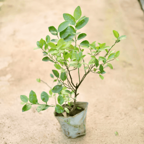 Nimboo / Lemon Plant (All Season) in 8 Inch Nursery Bag