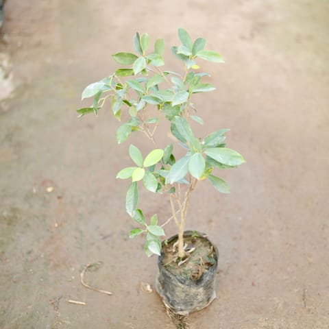 Ficus panda in 5 Inch Nursery Bag