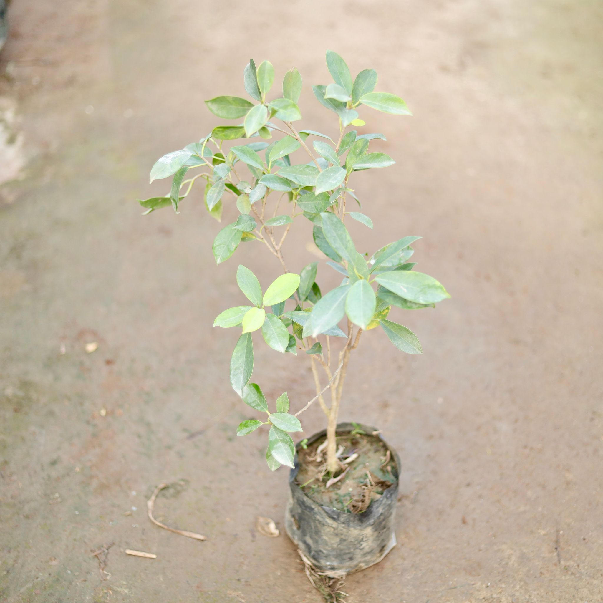 Ficus panda in 5 Inch Nursery Bag