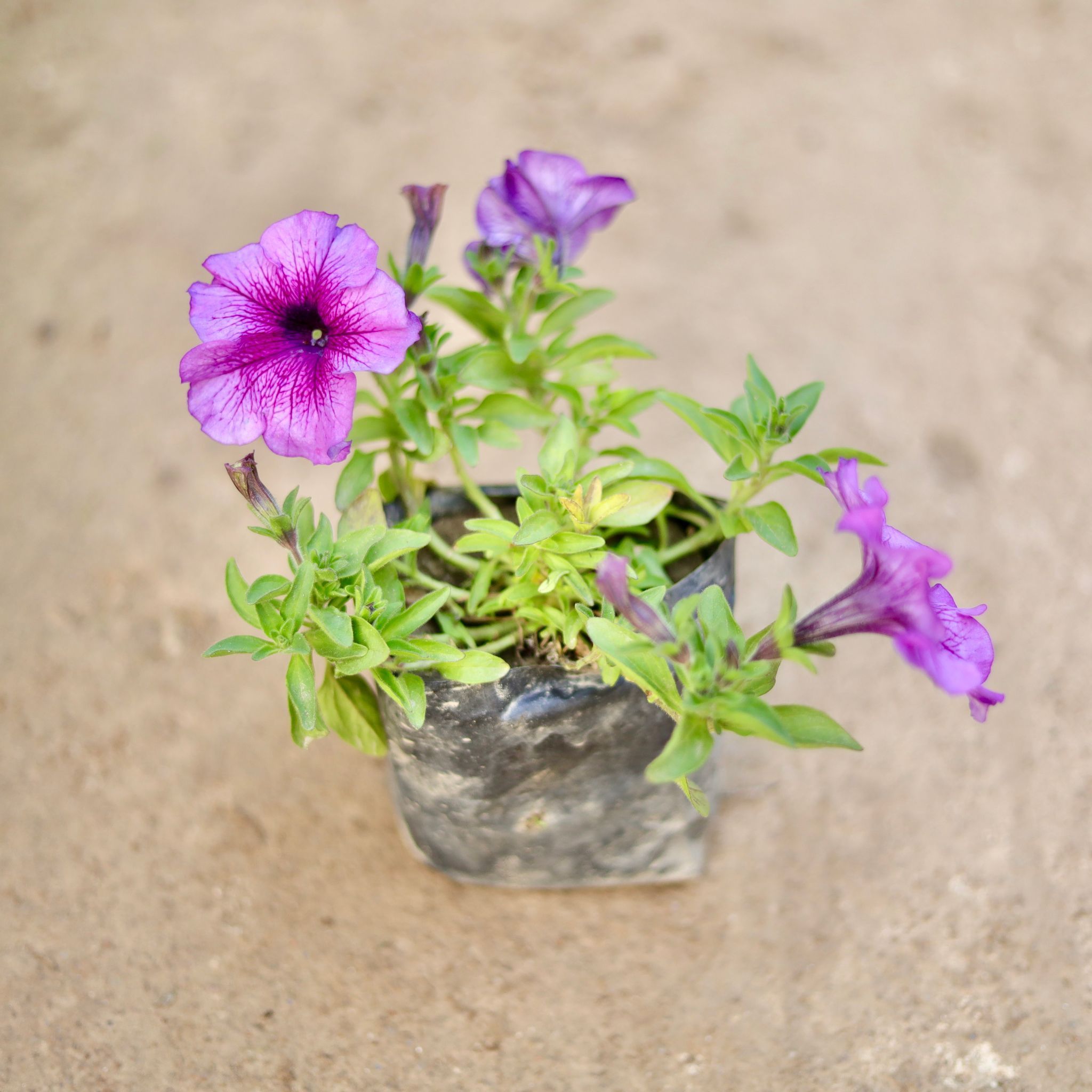 Petunia (Any Colour) in 4 Inch Nursery Bag