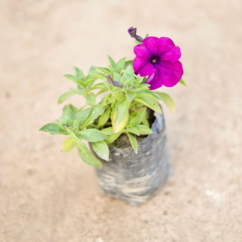 Petunia Purple in 4 Inch Nursery Bag