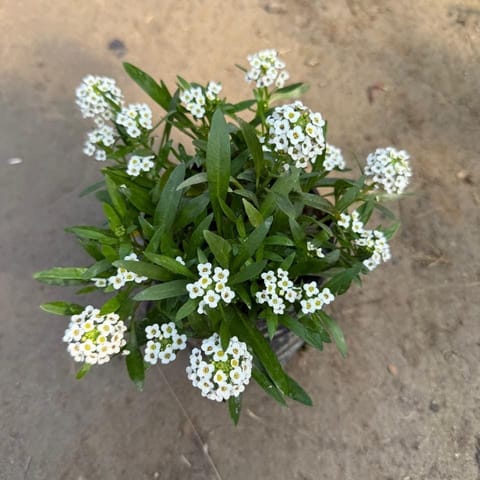 Alyssum (Any Colour) in 4 Inch Nursery Bag