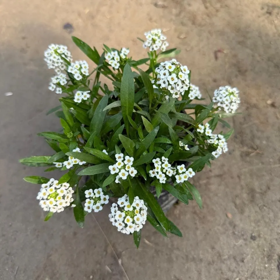 Alyssum (Any Colour) in 4 Inch Nursery Bag