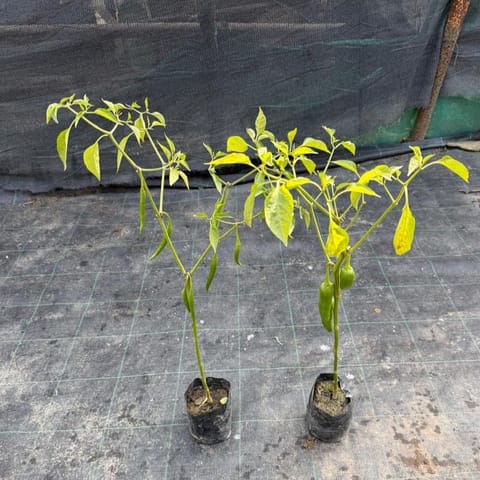 Set of 2 - Mirchi / Chilli Plant in 4 Inch Nursery Bag