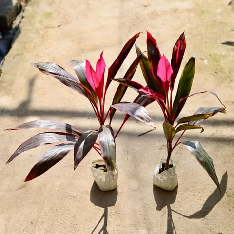 Air Purifying - Set of 2 - Dracaena Mahatma in 4 Inch Nursery bag