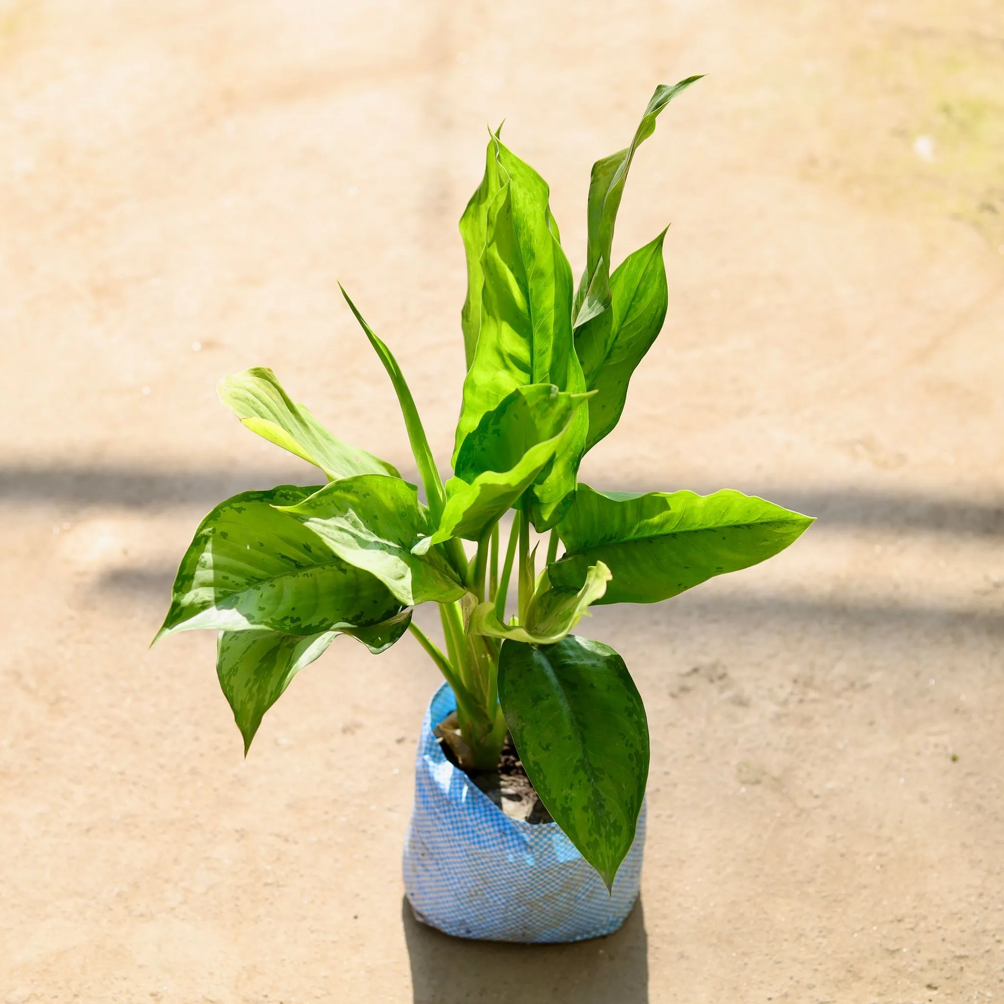 Aglaonema Philippica in 7 Inch Nursery bag