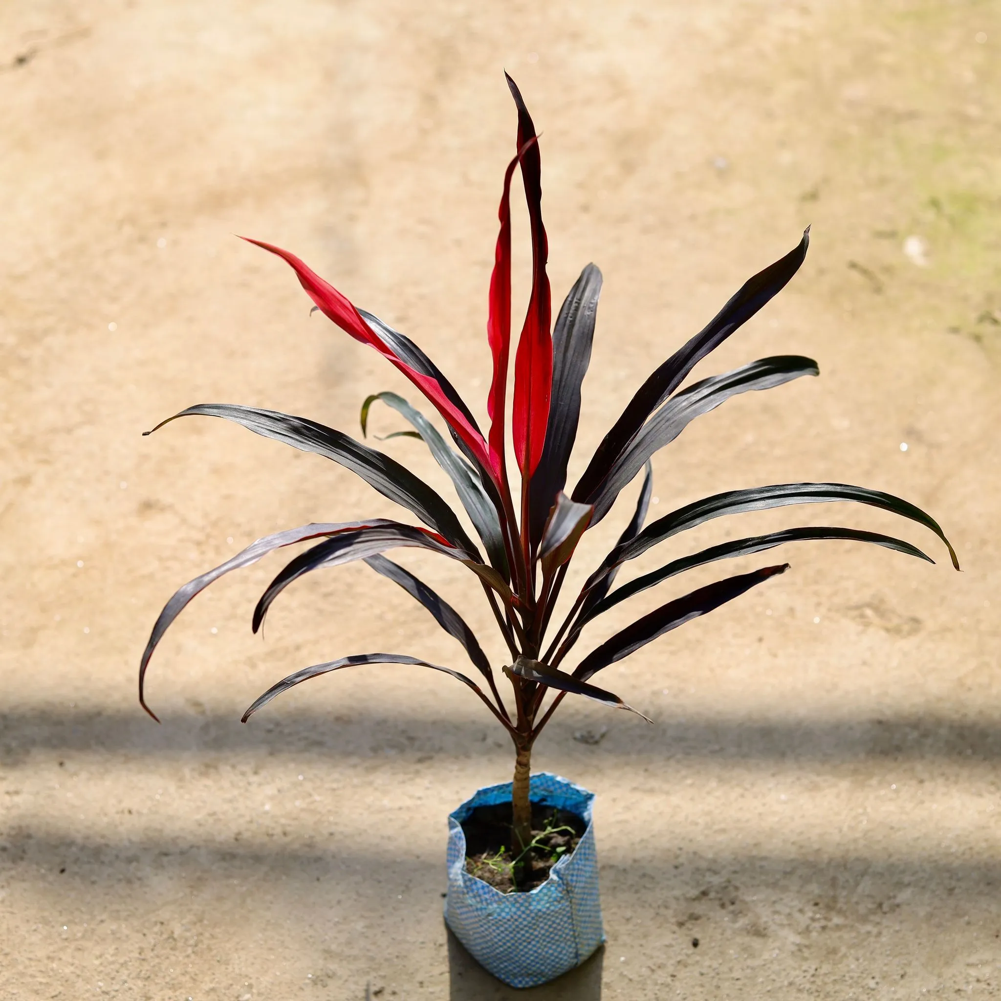 Air Purifying - Dracaena Narrow Leaf in 4 Inch Nursery bag