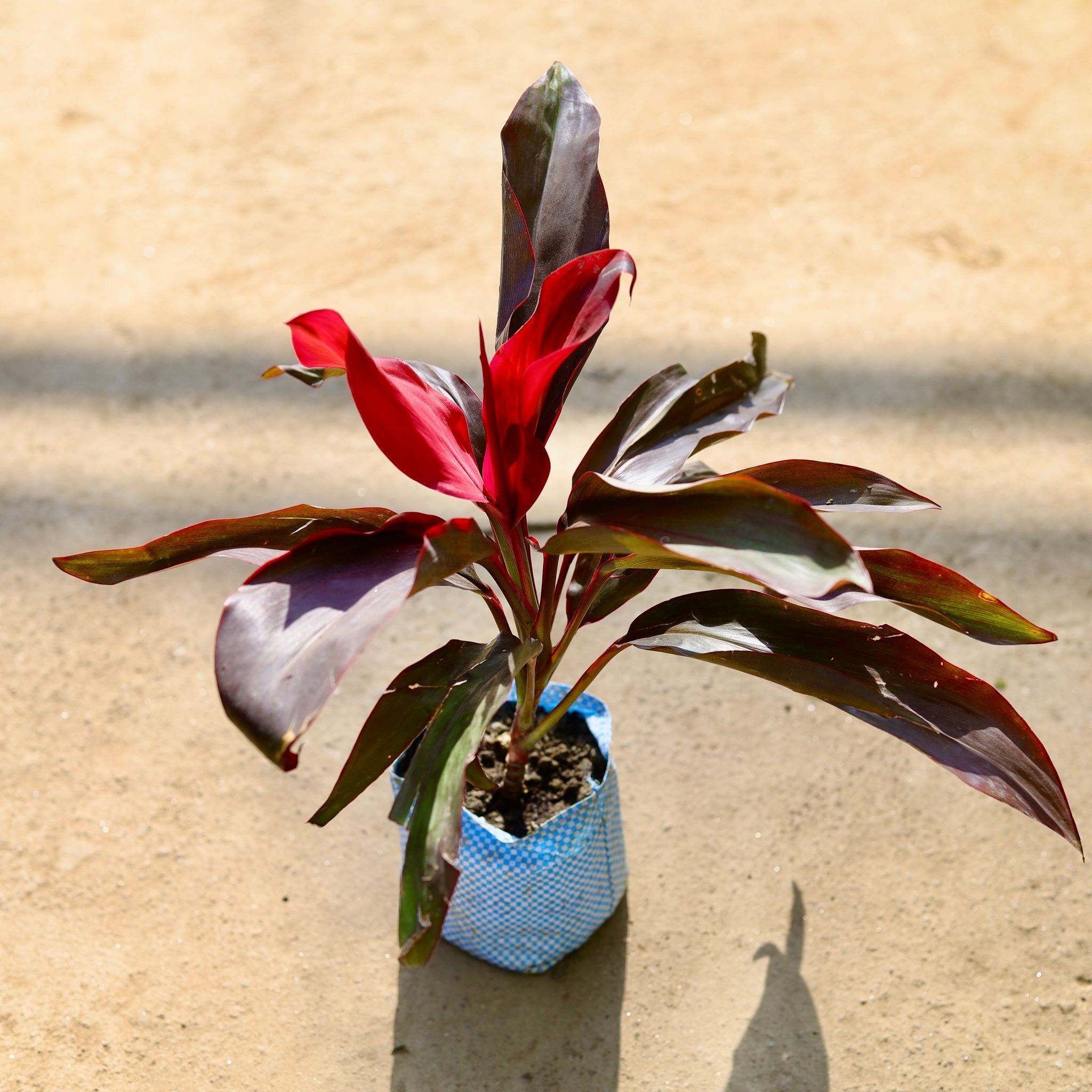 Dracaena Rosea in 4 Inch Nursery bag