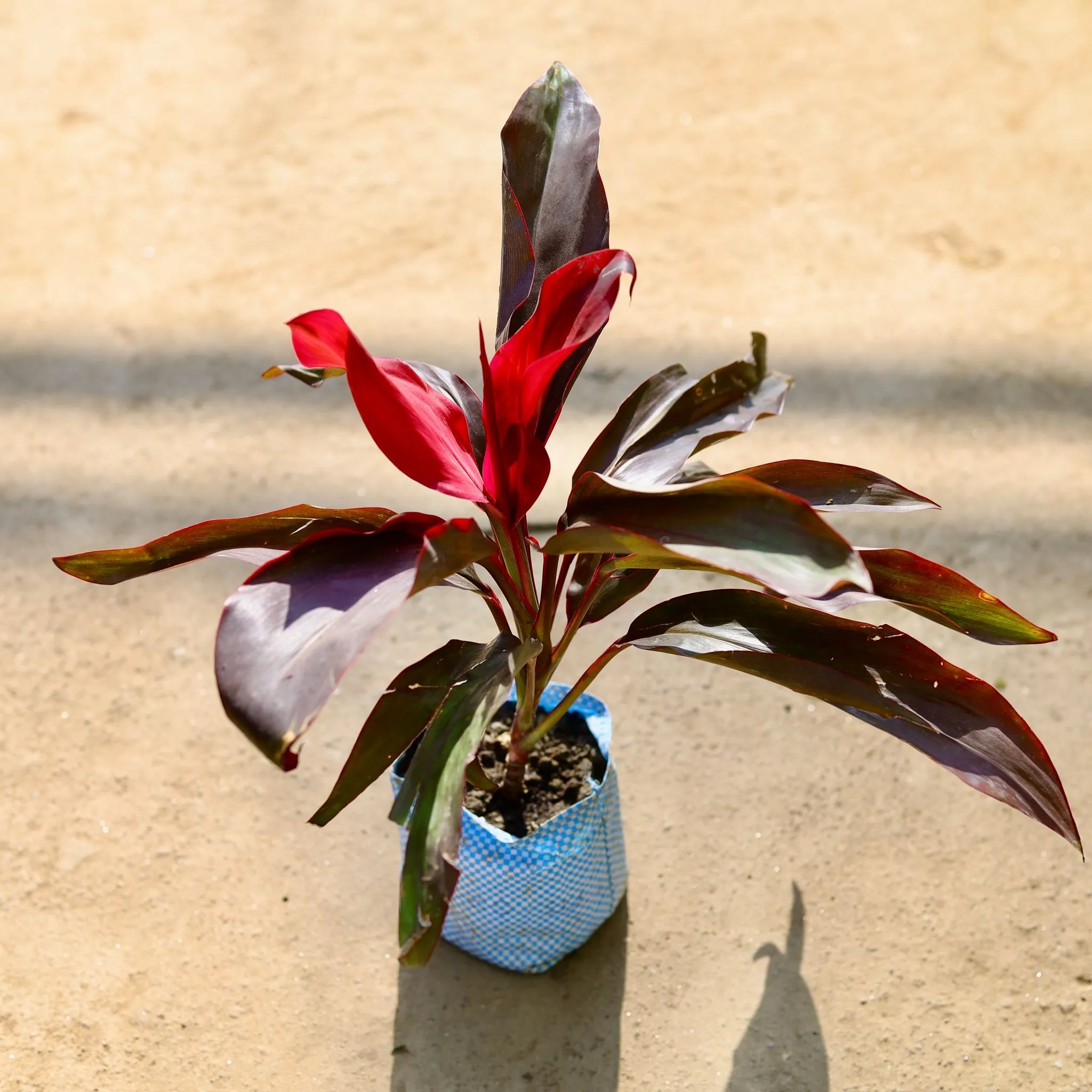 Dracaena Rosea in 4 Inch Nursery bag