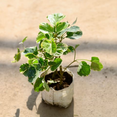 Aralia Dinner Plate in 4 Inch Nursery bag