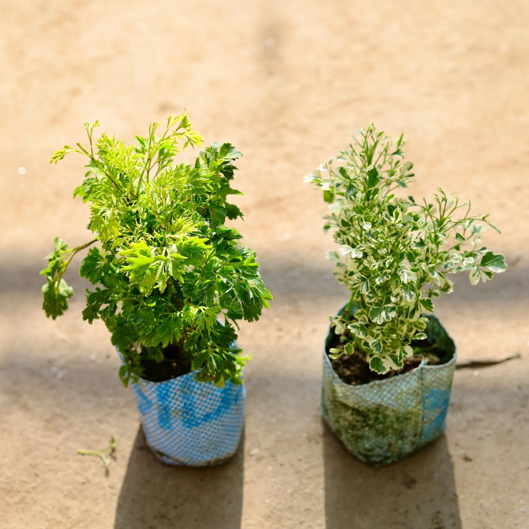 Set of 2 - Aralia (Neem & White) in 4 Inch Nursery bag