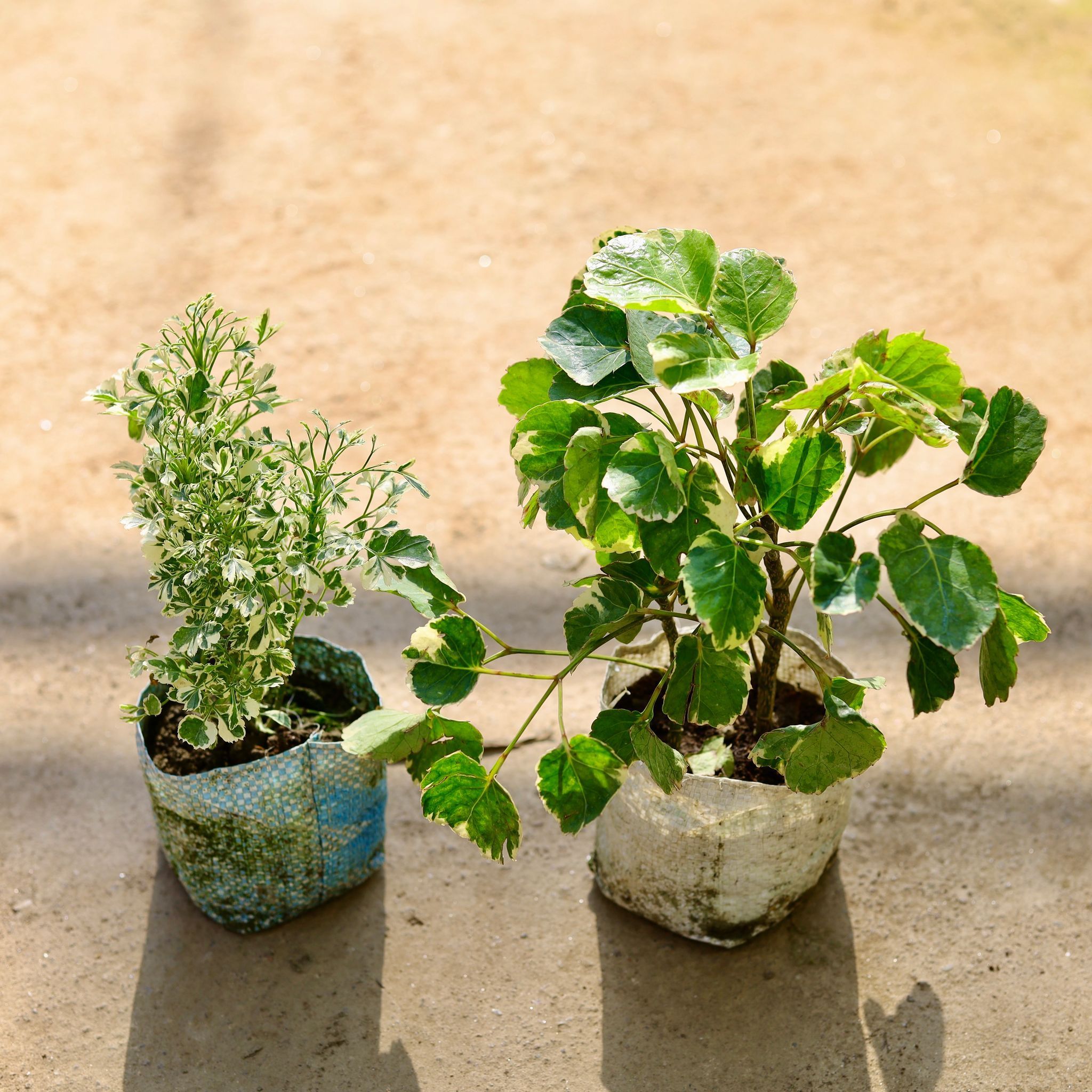 Set of 2 - Aralia (White & Dinner Plate) in 4 Inch Nursery bag