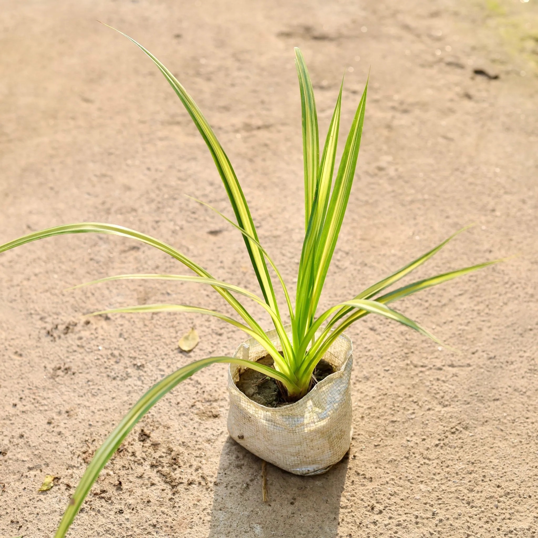 Pandanus / Screwpine in 4 Inch Nursery Bag