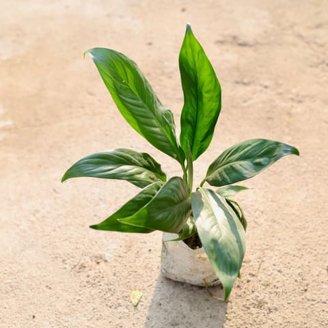 Peace Lily in 4 Inch Nursery Bag