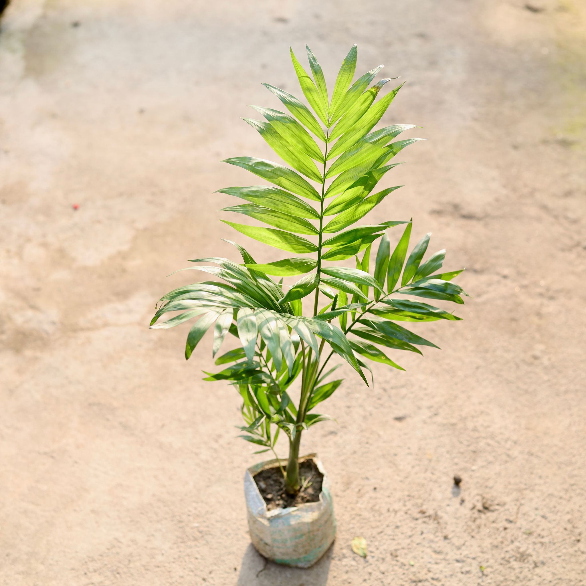 Chamaedorea Palm in 4 Inch Nursery Bag