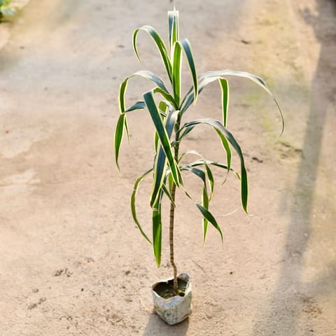 Air Purifying - Dracaena Jamaica in 4 Inch Nursery Bag