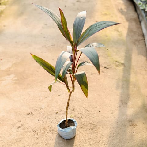 Dracaena Mahatma in 4 Inch Nursery Bag