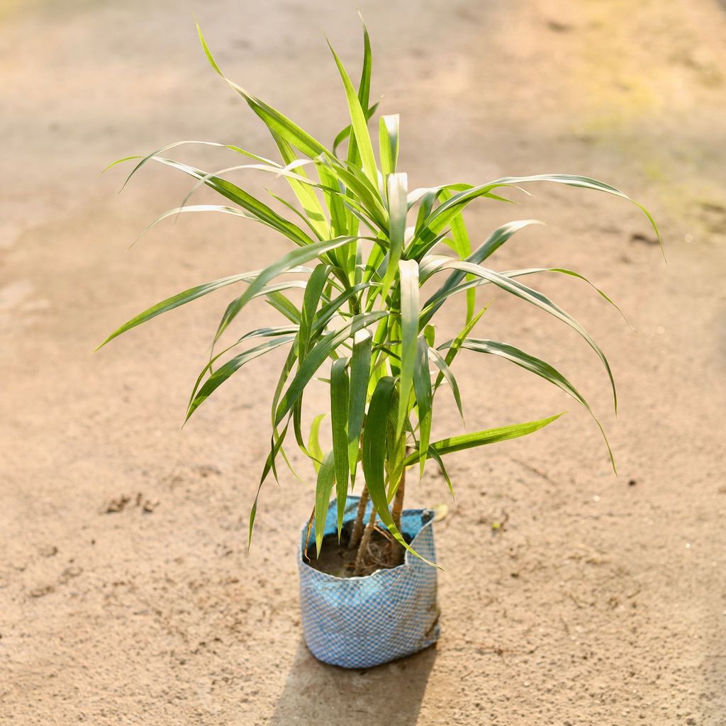 Dracaena Green in 4 Inch Nursery Bag