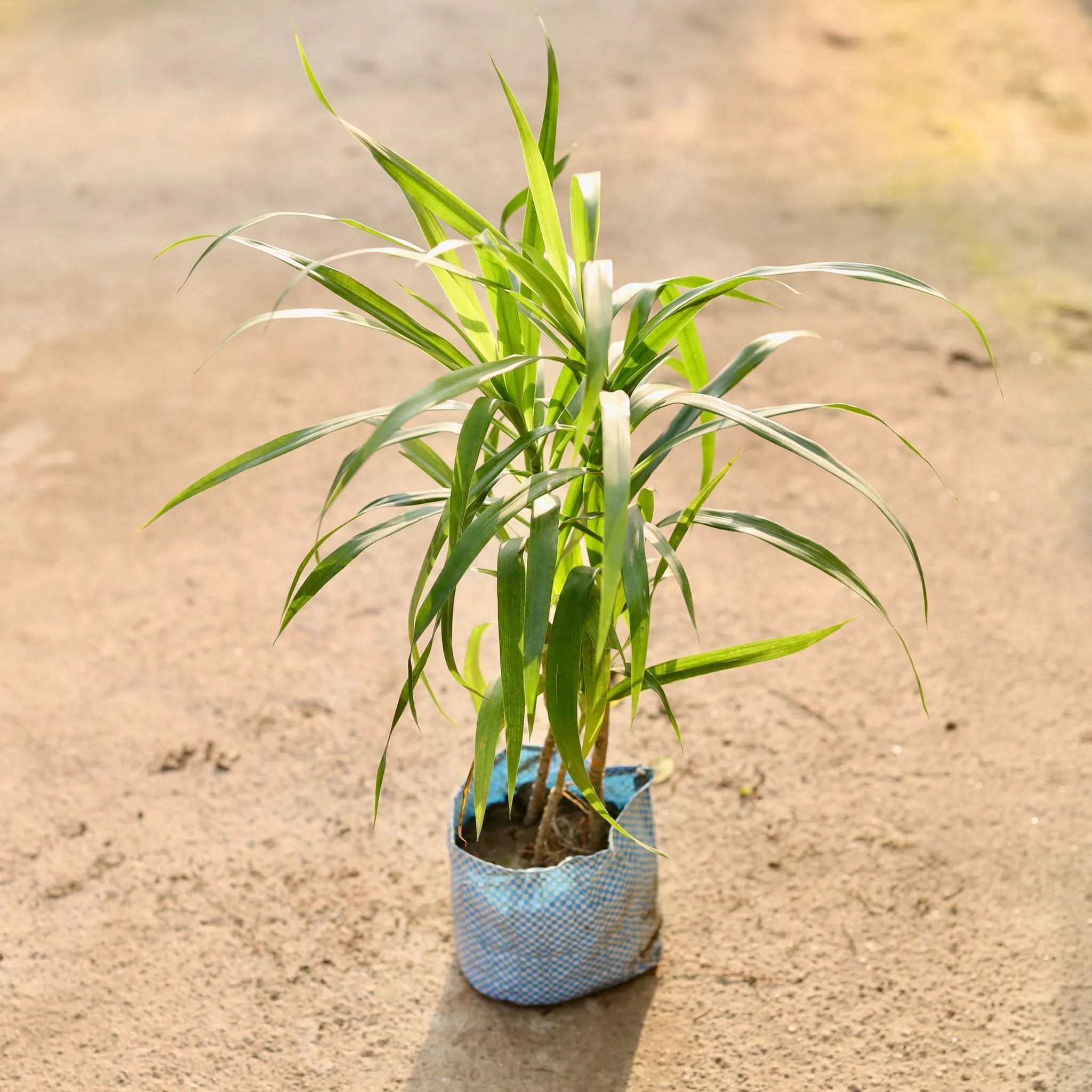 Dracaena Green in 4 Inch Nursery Bag