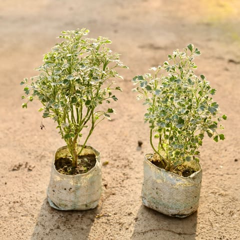 Set of 2 - Aralia Variegated in 4 Inch Nursery Bag