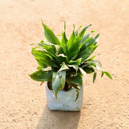 Buy Dracaena Compacta in 4 Inch Nursery Bag Online | Urvann.com